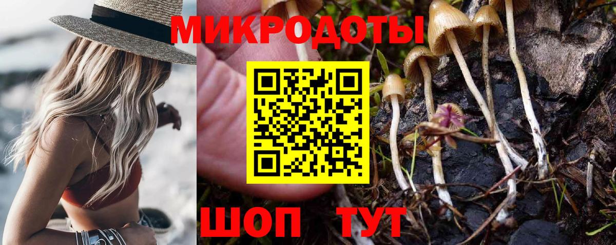 Галлюциногенные грибы Psilocybe Сальск